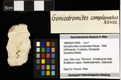 Foto (Objekt + Etiketten) von Goniodromites complanatus (Reuss, 1858) 